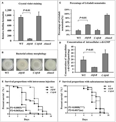 BfvR, an AraC-Family Regulator, Controls Biofilm Formation and pH6 Antigen Production in Opposite Ways in Yersinia pestis Biovar Microtus